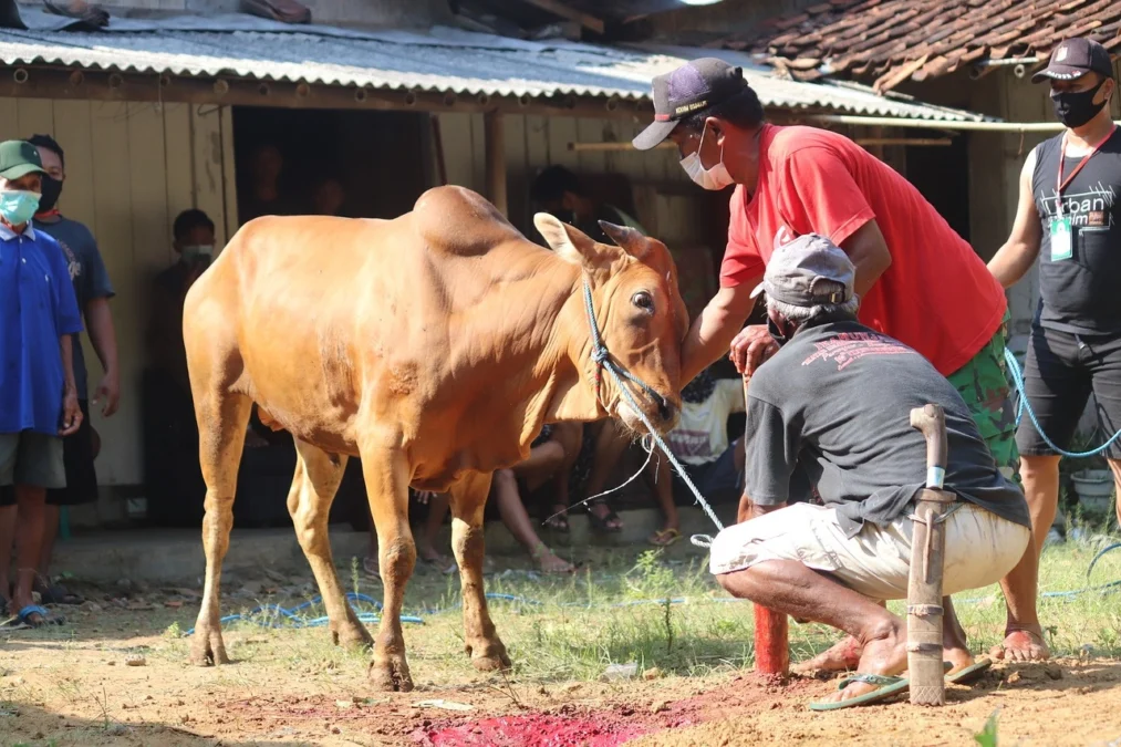 RAKCER.ID – Qurban merupakan sebuah ibadah yang memiliki makna dan keutamaan dalam agama Islam. Maka dari itu dalam artikel kali ini kami akan membahas mengenai hukum qurban dalam islam.