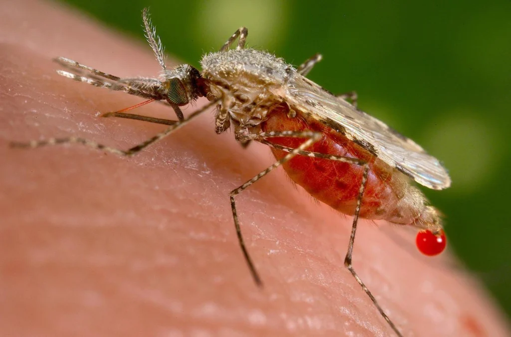 Cara pencegahan gigigtan Nyamuk Anopheles yang bisa sebabkan malaria