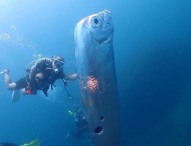 Ikan Oarfish