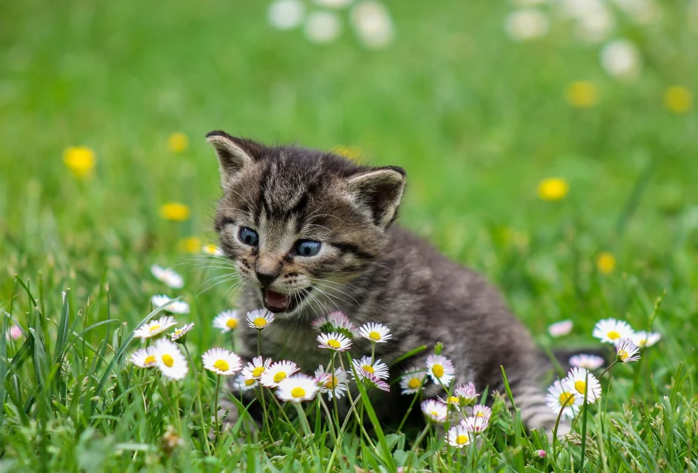 australia bakal basmi kucing liar