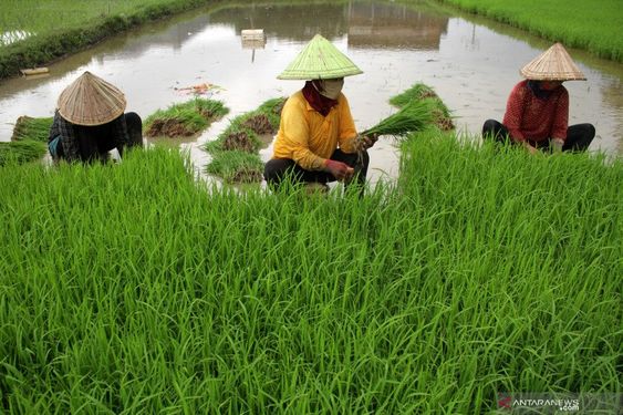 Beras Petani