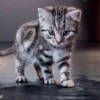 10 Fakta Unik Kucing Pasti Bikin Mengejutkan, Pemilik Kucing Wajib Tahu !