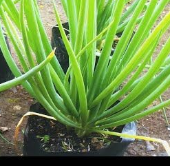 Cara Mudah dan Praktis dalam Menanam Daun Bawang dengan Benar, Untuk Kita Budidaya Sendiri di Rumah!