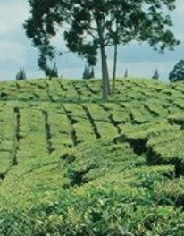 Wisata Kebun Teh Cipasung di Majalengka yang Sangat Menarik untuk Berlibur