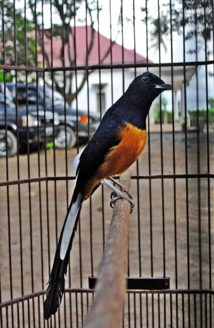 Dijamin Jadi Juara Kontes ! Deretan Harga Burung Murai Batu Terbaru 2023