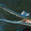 5 Fakta Tentang Buaya Gharial : Buaya Eksotis Kini Keberadaannya yang Terancam Punah