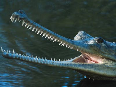 5 Fakta Tentang Buaya Gharial : Buaya Eksotis Kini Keberadaannya yang Terancam Punah