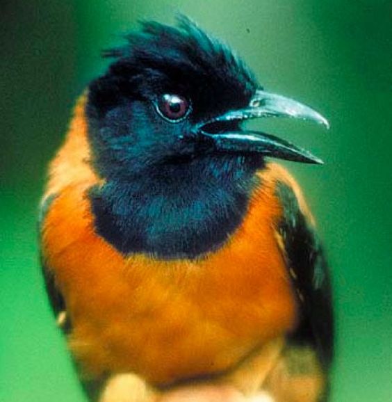 Burung Beracun Bernama Hooded Pitohui Tidak Direkomendasikan Untuk Dipelihara, Inilah 5 Fakta Tentang Jenis Burung Beracun Bernama Hooded Pitohui