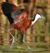 Burung Jakana Afrika Sang Ayah yang Cinta dan Bertanggung Jawab Dengan 1 sampai 4 Anaknya