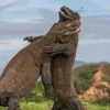 10 Fakta Unik Komodo, Kadal Raksasa Purba yang Masih Hidup