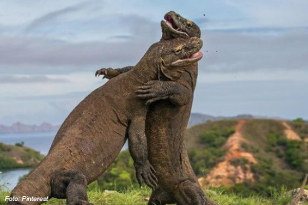 10 Fakta Unik Komodo, Kadal Raksasa Purba yang Masih Hidup