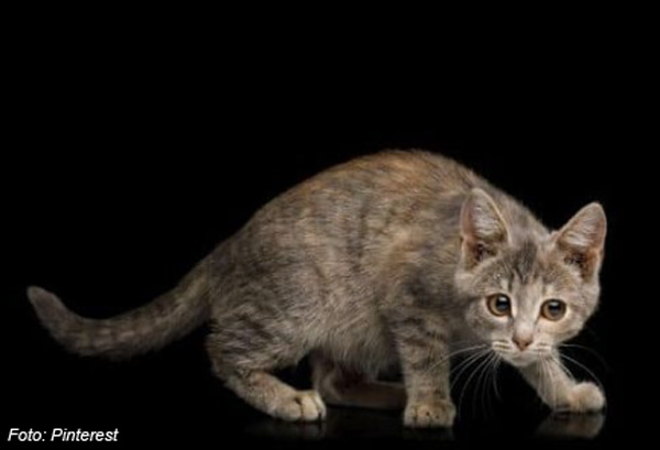 Kamu Perlu Tahu ! 6 Ciri-Ciri Kucing Rabies, Salah Satunya Menjadi Agresif