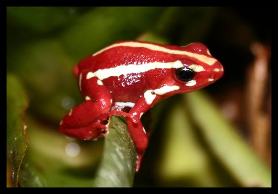 Ternyata Ada Katak yang Memiliki Racun Berbahaya di Dunia : Berikut 7 Spesies Katak yang Beracun dan Berbahaya