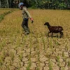 Mengerikan Panas Mendidih & Kemarau Panjang 63% Wilayah Sudah Masuk Siap Hadapi El Nino