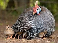 Cepat Bagi Pecinta Ayam, 5 Jenis Ayam Hias yang Bisa dipelihara