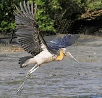 Burung Bangau yang Ada di Indonesia Bahkan ada yang Populasnya Kritis dan Hampir punah