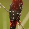 Sangat Cantik, 5 Jenis Burung Pipit yang Digemari di Indonesia