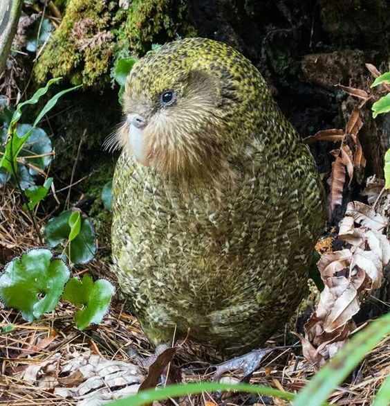 Dikenal Sebagai Hewan yang Bisa Terbang Namun Sebagian Jenis Burung Tidak Bisa Terbang, Burung Apa Sajakah?