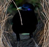 Burung Namdur si Pintar Pembuat 1 Sarang yang Romantis