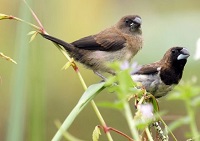 Biasa Menjadi Burung Kicau, 5 Jenis Burung Pemakan biji – bijian