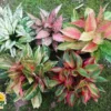 Tips Merawat Tanaman Aglaonema Agar Tidak Mudah Kuning Dan Layu