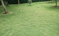 5 Jenis Tanaman Rumput Hias Untuk Taman Minimalis, Terlihat Semakin Cantik dan Hijau