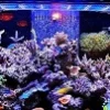 Ekstra Sabar, Cara dan Langkah Membuat Aquarium Air Laut Untuk Pemula, Ternyata Harus Ekstra Sabar dan Telaten