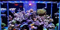 Ekstra Sabar, Cara dan Langkah Membuat Aquarium Air Laut Untuk Pemula, Ternyata Harus Ekstra Sabar dan Telaten