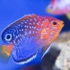 Eksotis, 5 Jenis Ikan Dwarf Angelfish yang Bisa Dipelihara pada Aquarium Air Laut,