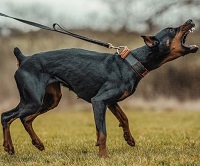 Siap Menjaga, 5 Jenis Anjing Penjaga yang Terbaik dan Siap Menjaga