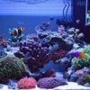 7 Cara Merawat Aquarium Laut Agar Awet dan Tetap Indah Dipandang