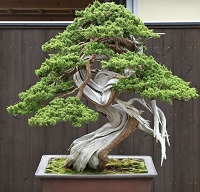 Suka Bonsai ? 5 Tanaman Bonsai Hias yang Cocok Untuk Pajangan Di rumah