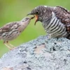 Tidak Mau Mengasuh Anak, 4 Jenis Burung Kedasih