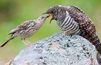 Tidak Mau Mengasuh Anak, 4 Jenis Burung Kedasih