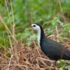 Biasa dijumpai, 4 Jenis Burung Sawah yang Sangat Mudah di Jumpai