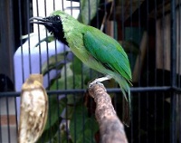 6 Cara Tips Merawat Burung Agar Gacor dan Sehat, Mudah dan Menyenangkan