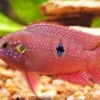 Sangat Cantik, 5 Jenis Ikan Chiclid yang Paling Cantik dan Harus Ada Di Aquarium