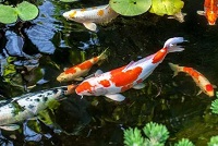 Sangat Mahal, 5 Jenis Ikan Koi yang Memiliki Harga Sangat Mahal, Ada yang Sampai Harganya Setara Dengan Mobil