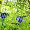 Sangat Cantik, 5 Jenis Ikan Manfish yang Sangat Populer Dikalangan Penghobi ikan hias