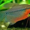 Sangat Menawan, 5 Jenis Ikan Sepat Cantik, Cocok Untuk Aquarium Kamu Agar Lebih Berwarna