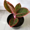 Yuk Intip Kelebihan Yang Dimiliki Tanaman Aglaonema Yang Jarang Sekali Orang Tahu!