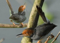 Rekomendasi 5 Jenis Burung Kicau Kecil, Ada yang Populer Sebagai Burung Kicau