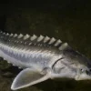 Mewah, 5 Jenis Ikan Sturgeon Penghasil Caviar yang Sangat Mahal dan Juga Mewah