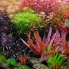 Aquascape Semakin Indah, 5 Tanaman Aquascape yang Sangat Cantik dan Membuat Aquarium Semakin Indah