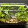 Sedang Trend, 5 Cara Membuat Terrarium Sederhana dan Terlihat Mewah Serta Langkah – Langkahnya