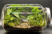 Sedang Trend, 5 Cara Membuat Terrarium Sederhana dan Terlihat Mewah Serta Langkah – Langkahnya