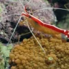 5 Jenis Udang Pembersih Aquarium Laut, Sangat Berguna Sebagai Pembersih dan Pemakan Sisa Makanan Ikan yang Tidak Habis