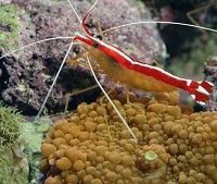 5 Jenis Udang Pembersih Aquarium Laut, Sangat Berguna Sebagai Pembersih dan Pemakan Sisa Makanan Ikan yang Tidak Habis