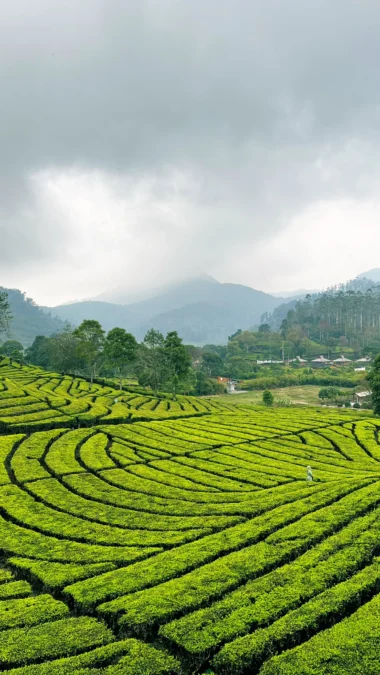 Ciwidey merupakan salah satu objek wisata di kabupaten bandung