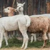 10 Fakta Menarik Alpaca, Hewan Penghasil Serat Bulu Terbaik